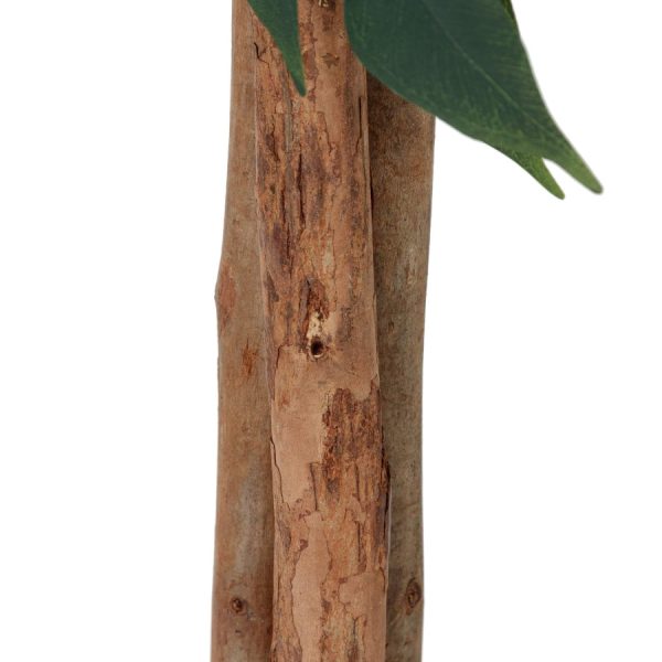 Фикус Бенжамина высота 180 см — изображение 2