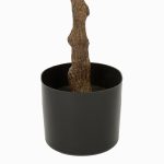 Фикус Эластика высота 160 см — изображение 2