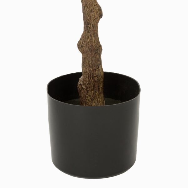 Фикус Эластика высота 160 см — изображение 2