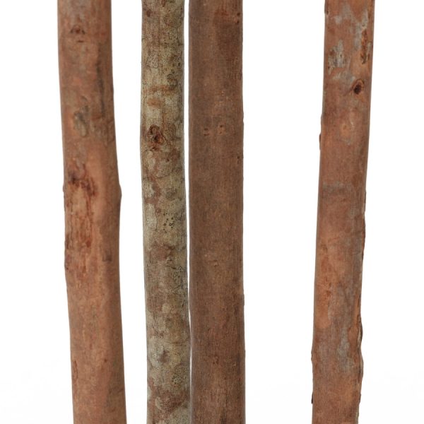 Фикус Эластика высота 180 — изображение 2