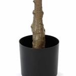 Фикус Лирата высота 165 см — изображение 2