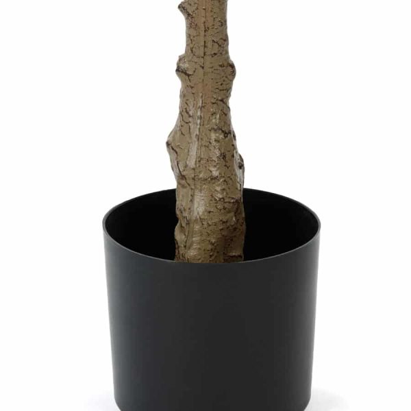 Фикус Лирата высота 165 см — изображение 2