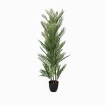 Ховея Пальмовая высота 178 см