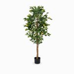 Лимонное дерево высота 150