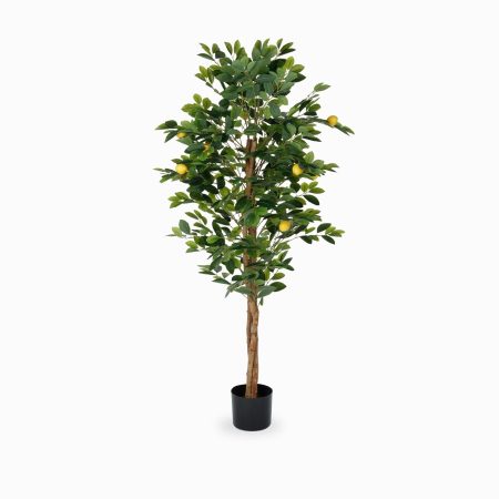 Лимонное дерево высота 150