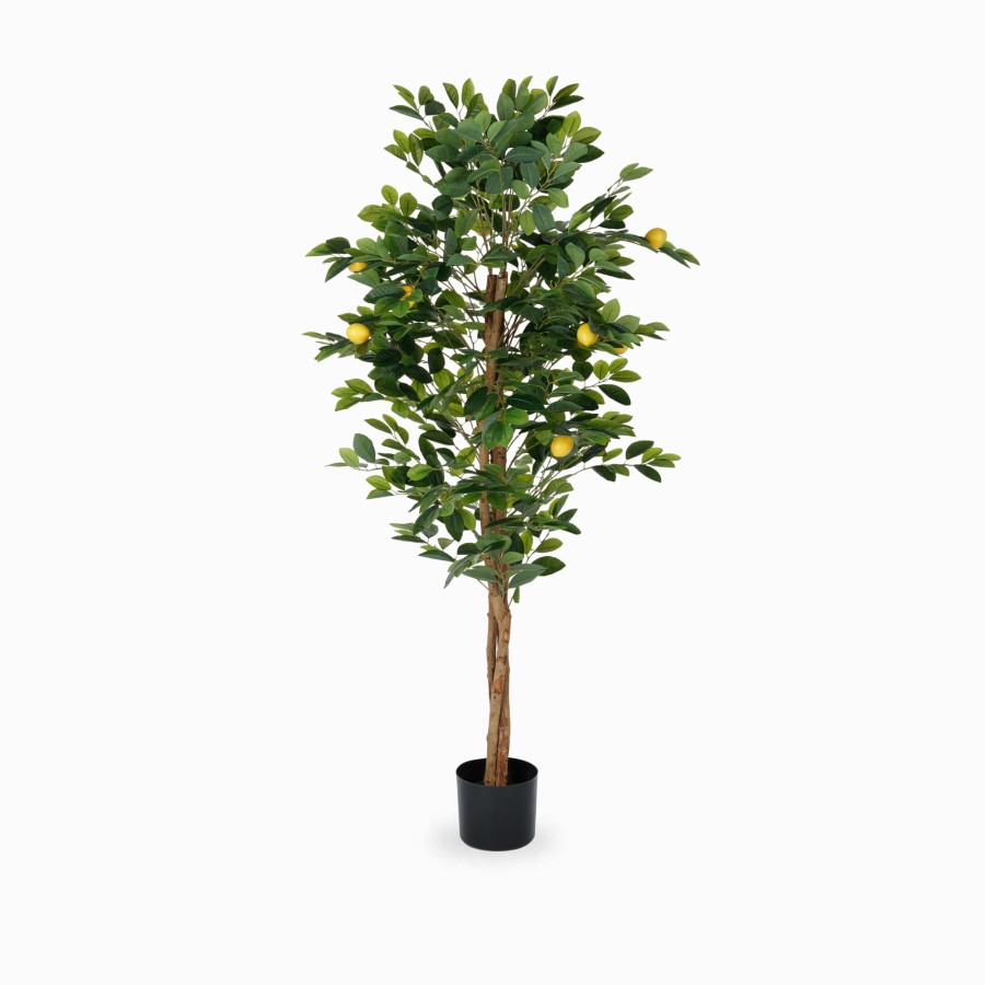 Лимонное дерево высота 150 Лимонное дерево высота 150