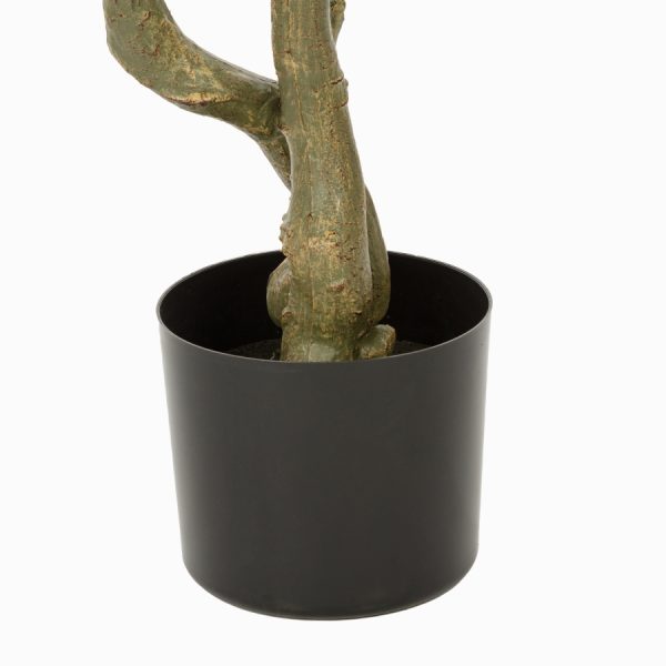 Оливковое дерево высота 172 см — изображение 2