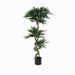 Акация высота 155