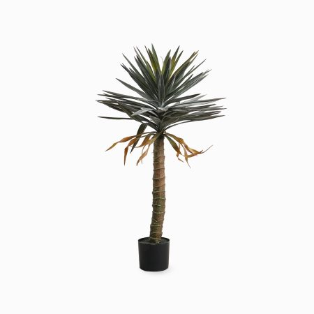 Драцена высота 118