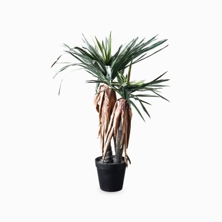 Драцена высота 150