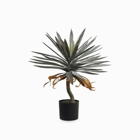 Драцена высота 72