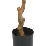 Фикус Лирата высота 125 — изображение 2