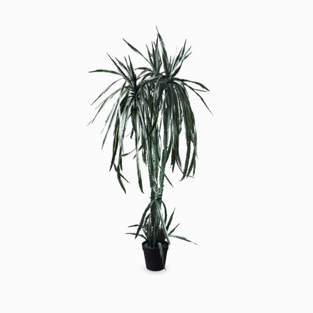 Гилоцереус высота 220