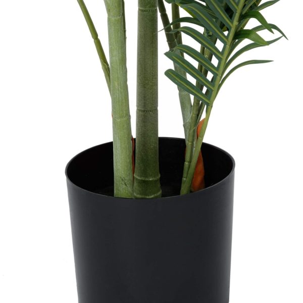 Ховея пальмовая высота 183 — изображение 2