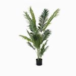 Ховея пальмовая высота 183