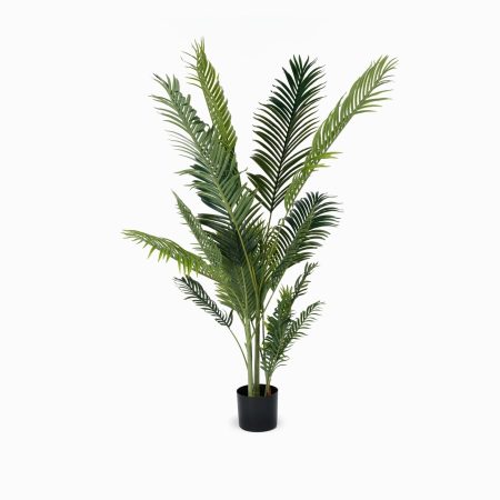 Ховея пальмовая высота 183