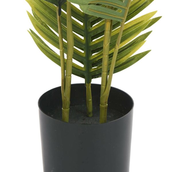 Ховея Пальмовая высота 60 — изображение 2