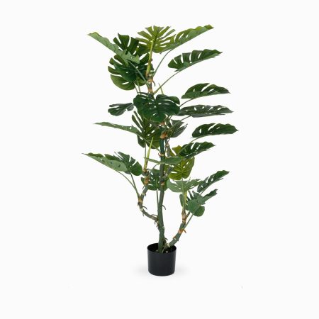 Монстера высота 155