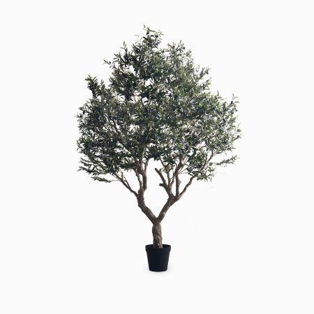 Оливковое дерево высота 250