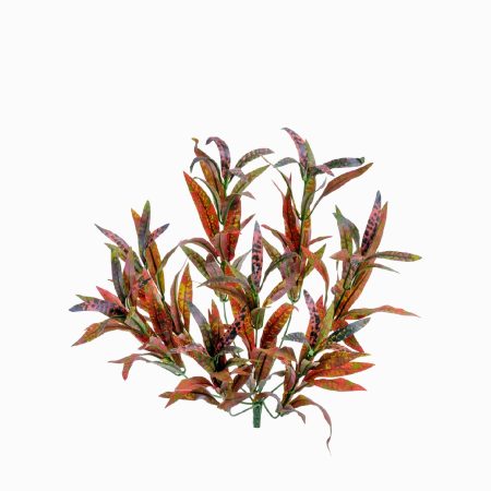 Спайдер кротон высота 30